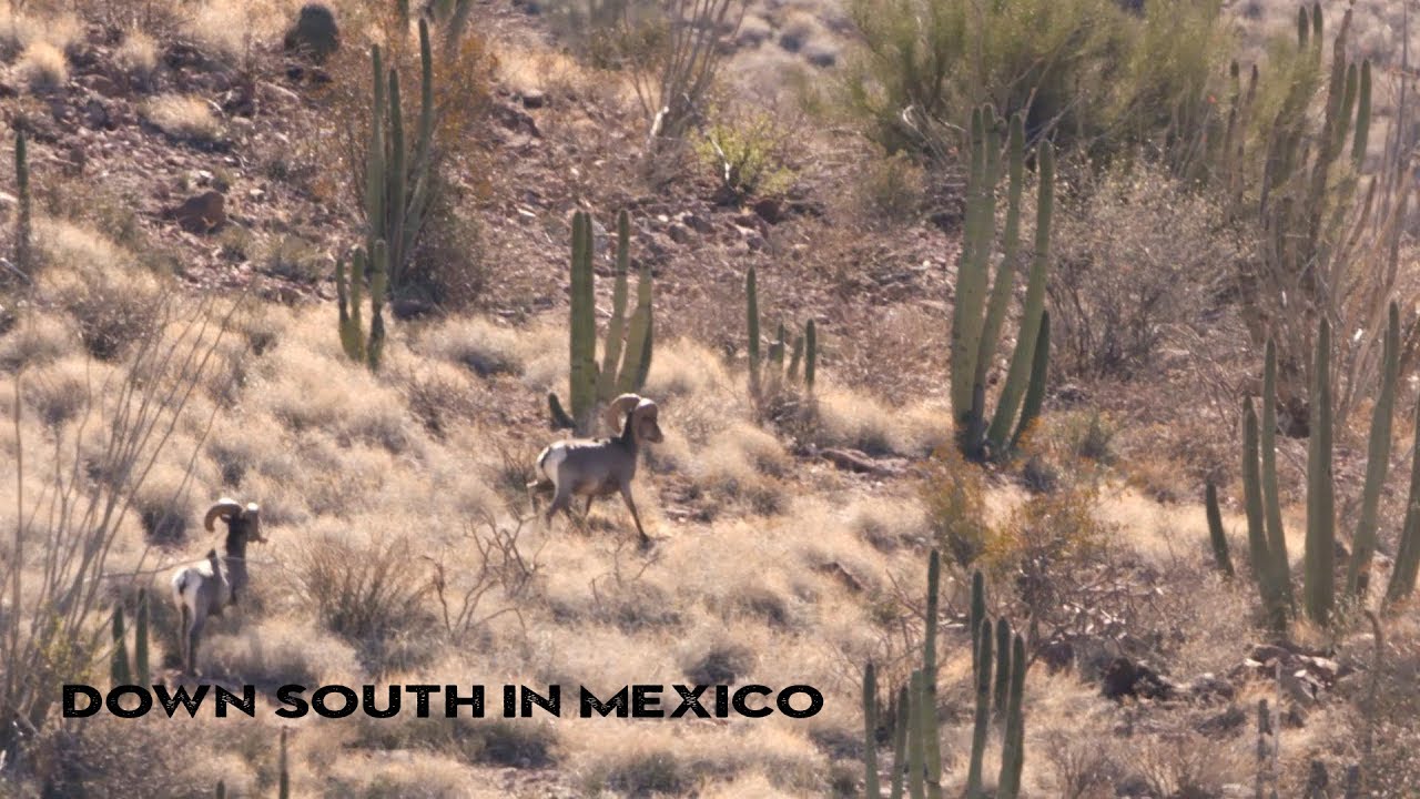 Down South in MexicoSavage Outdoors YouTube