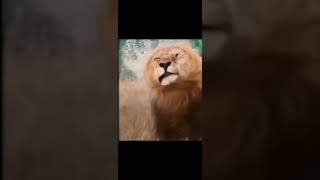 Messe Lion Lion Messe