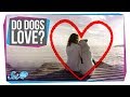 Does Your Dog Love You?