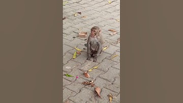 Little Monkey is trying to enter the temple | 🐒 #shorts #short #animals