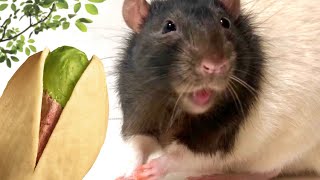 Pistachio Review (Theo's Lost Episode)