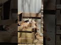 子ヤギに起きた悲劇 Goat Farm shorts 手作りヤギ牧場 2023年3月22日