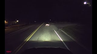 Torc Self-Driving Capability: Collision Avoidance - Avoids deer in the road at night