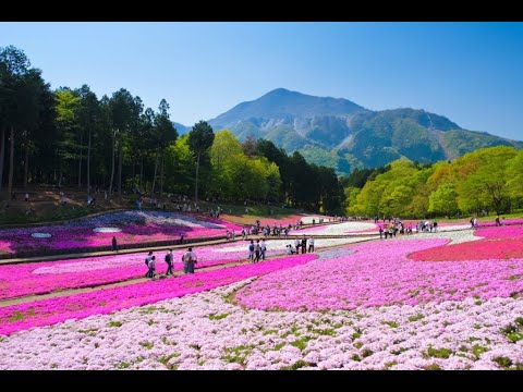 羊山公園 （ひつじやまこうえん） 芝桜の丘