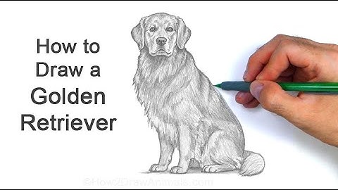 How to Draw a Dog (Golden Retriever)