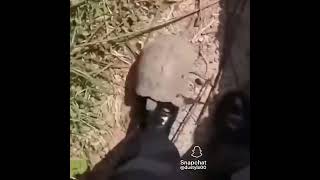 RACIST TURTLE
