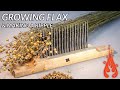 Growing 1 m of flax and making a ripple part 1