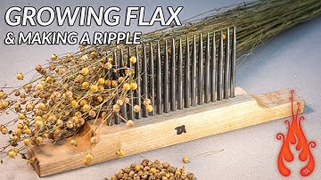 Growing 1 m² of FLAX and making a ripple (part 1)