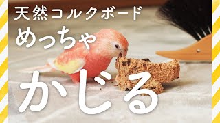 めっちゃかじる【インコの毛引き対策】天然コルクボードでストレス発散［きなもも愛用のいっぴん#10］