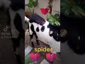 zia shah abbottabad eid qurbani  spider is sweet bakra