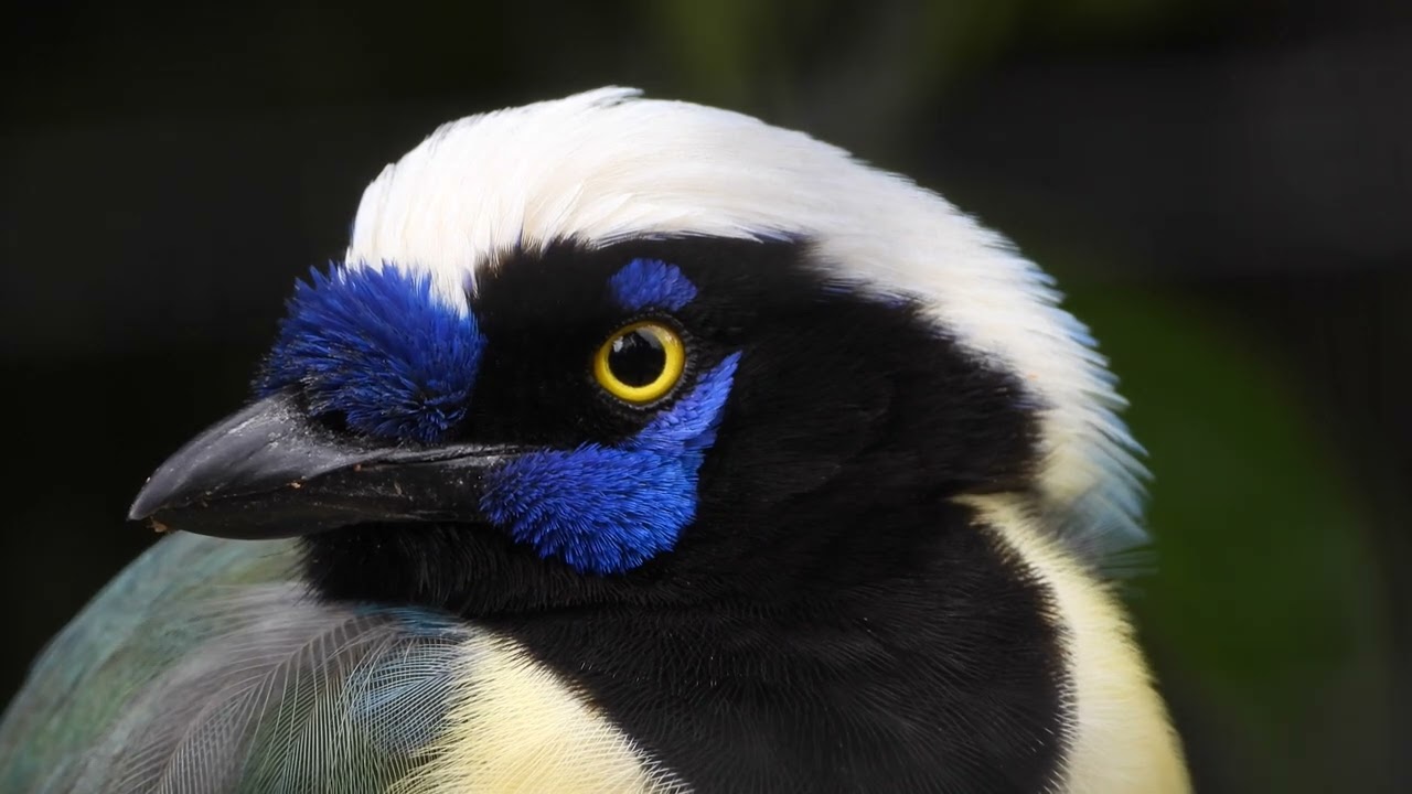 Close-up Inca Jay   4K