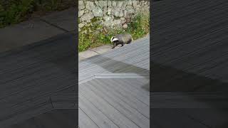 Biscuit the Badger and friends by ian stephens 152 views 3 months ago 1 minute, 21 seconds