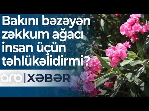 Zəhərli gül: Bakını bəzəyən zəkkum ağacı insan üçün təhlükəlidirmi? – ARB Xəbər