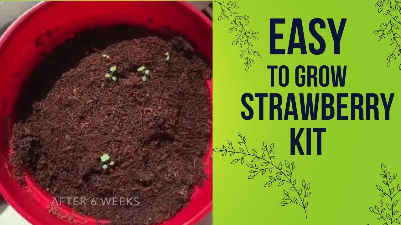 Easy to Grow Strawberry Kit from Dollarama YouTube