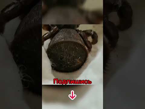 Видео: Паяците насекоми ли са или паякообразни?