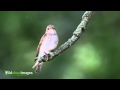 Spotted Flycatcher Spotted Flycatcher