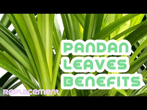 Pandan leaves benefits