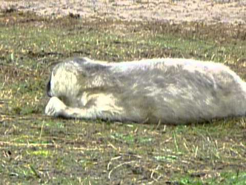 GREY SEAL PUP WITH 18 HOURS OLD IN DONNA NOOK