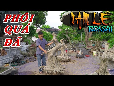 Video Nam Lê nhẹ tay định hình 2 cây sanh cho em Hà từ mảnh... - youtube