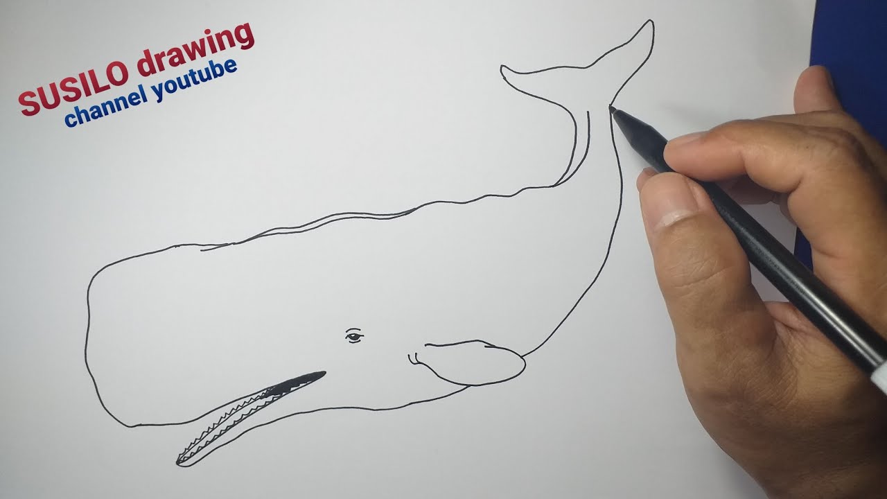 Cara Mudah Menggambar IKAN PAUS SPERMA untuk Pemula How to