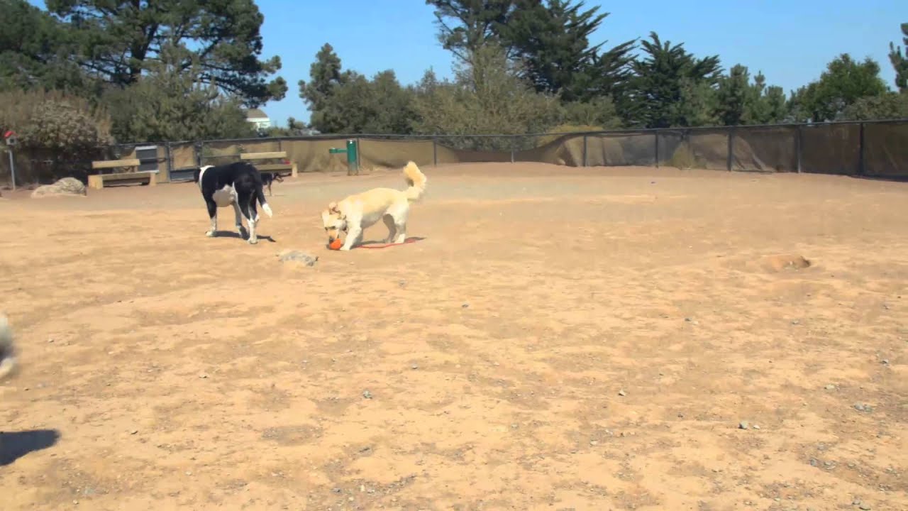 dog videos to show your dog DOGTV STIMULATION: KOMPIS YOU ROCK!