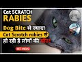 Cat scratch rabies    cat       