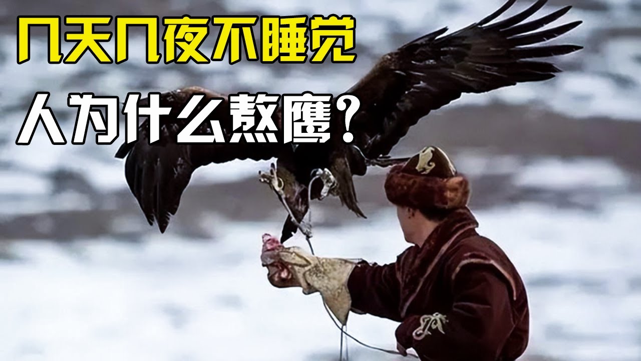 为了驯服老鹰,人可以几天几夜不合眼!到底人们为什么要熬鹰?【万物真实】 - YouTube