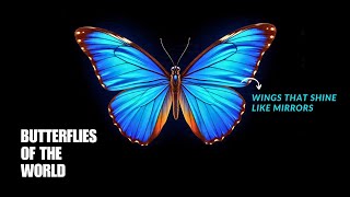 50 Beautiful Types Of Erfly That Will Take Your Breath Away