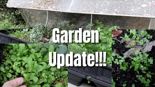 Quick Veggie & Herb Garden Update Mixed Results