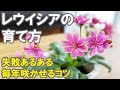 レウイシアの育て方 冬越し 植え替え 種 花 コツをお話ししますね！