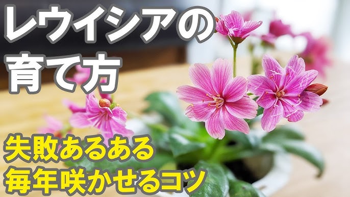 リナリアの育て方 植え方 花がら摘み 蕾と花の見分け方 肥料の使い方 切り戻し 耐寒性 Youtube