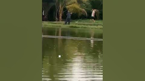 Vlogs 33 Những pha lên cá tra, chim tại hồ câu Vườn Dừa ấp Ngã Tư, xã Nhuận Đức, huyện Củ Chi, HCM