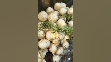 Cách Người dân Trung Quốc thu hoạch củ sắn đậu sau đó sẽ đem xuống mương nước rửa sạch