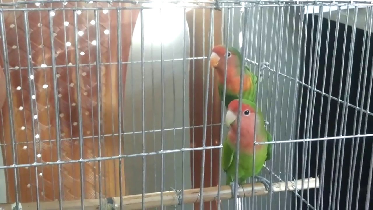 Love Bird Singing YouTube