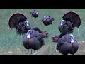 6 GOBBLERS IN 16 MINUTES - Part 2