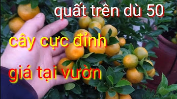 Quất tết 2022, quất trên dù 50 cây cực đỉnh, bán quất với giá quất tết 2022 giá tại vườn