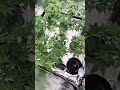 First training completed on veg tent