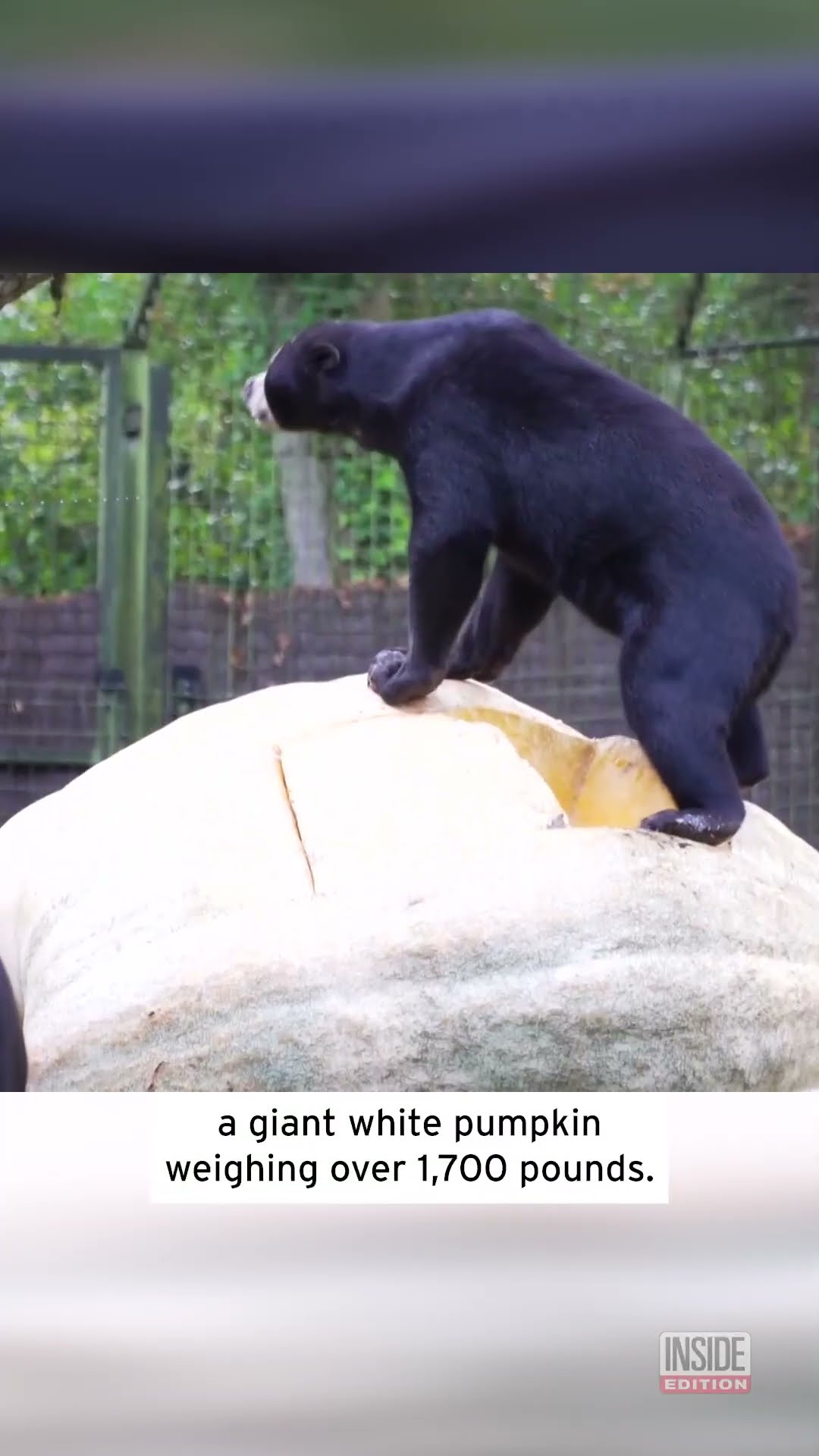 Sun Bears Destroy Great White Pumpkin #shorts