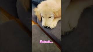 Nautanki #goldenretreiver #youtubeshorts #shorts #pets #shortsfeed #trending#petsrule