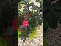 Распустились первые розы в саду! 🌹