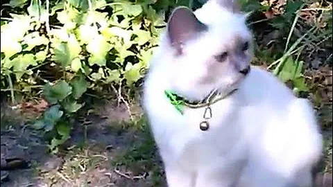 Video 5195461: kitten playing outside, birman kittens playing, kitten enjoys playing, blue kitten playing