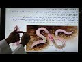 الديدان الحلقية 