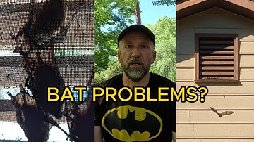 How to Remove Bats From a House or Attic Without Harm