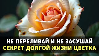 видео: Ваш цветок умер у вас на глазах, но никто не сказал, что его можно оживить так просто картинка: Ваш цветок умер у вас на глазах, но никто не сказал, что его можно оживить так просто