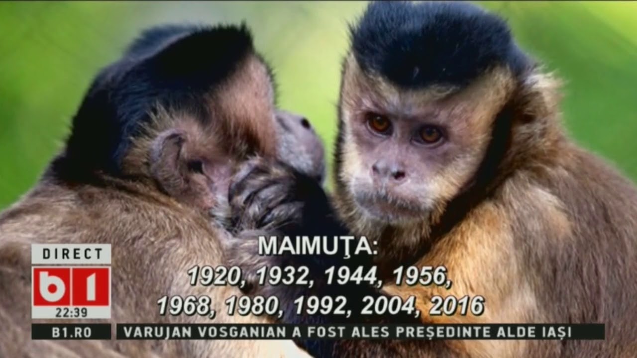 Животные обшается между собой. Приветствие слонов. Какие животные общаются между собой. Шимпанзе. Как обмениваются информацией животные.