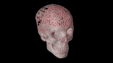 Skull visualization with circles and cylinders #houdini #vex #animations