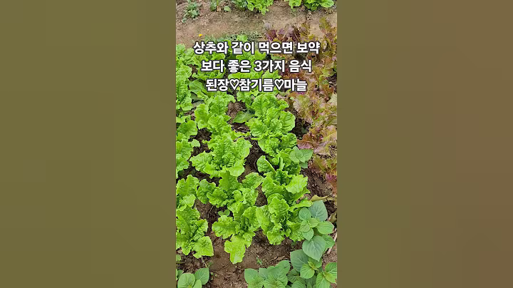 상추와 같이 먹으면 보약보다 #좋은음식3가지#건강밥상