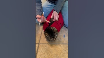 A quick antibiotic subcutaneous injection cat demo in the Calm & Cozy Cat Wrap