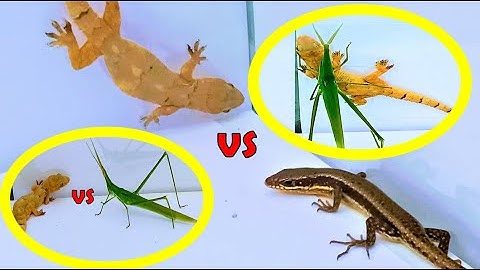 Gecko vs fearless grasshopper vs skink