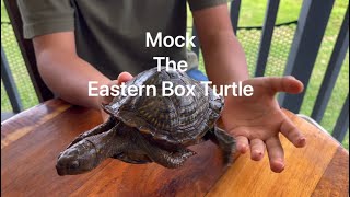 Mock The Eastern Box Turtle